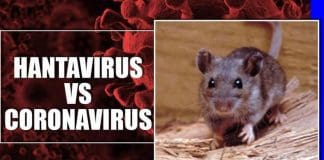 Hantavirus vs Coronavirus